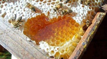 Never Lose Your BEST RAW HONEY IN INDIA Again