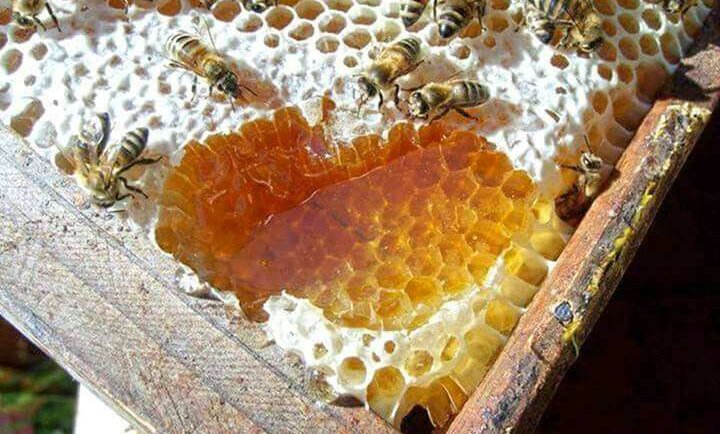 Never Lose Your BEST RAW HONEY IN INDIA Again