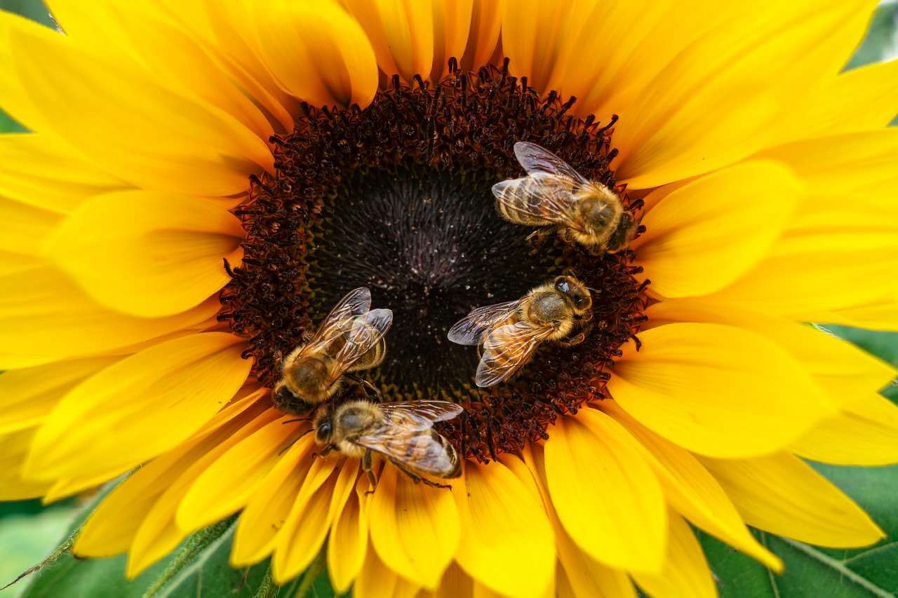 How Bees Convert Nectar to Honey